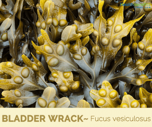 Brown Seaweed - Bladder Wrack